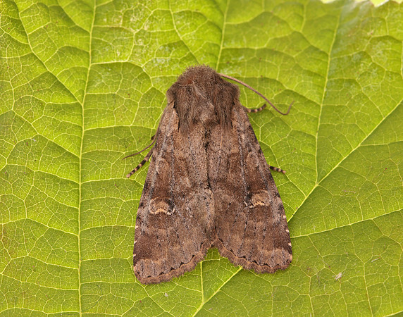 73.158 BF2334 Rustic Shoulder-knot Apamea sordens