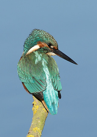 Kingfisher Alcedo atthis