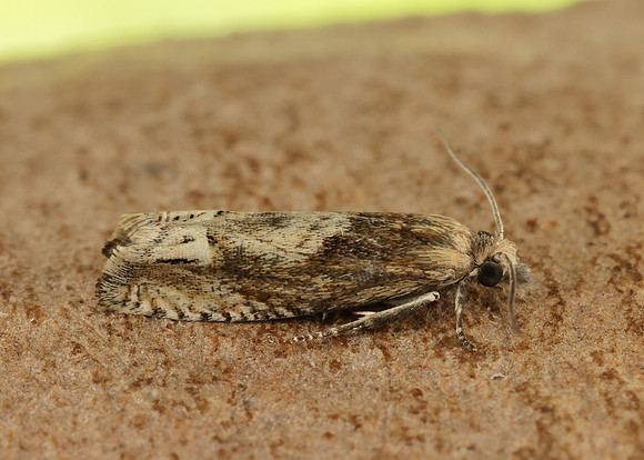 49.266 BF1200 Eucosma hohenwartiana