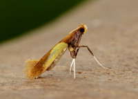 15.008 BF286 Caloptilia alchimiella