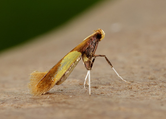 15.008 BF286 Caloptilia alchimiella