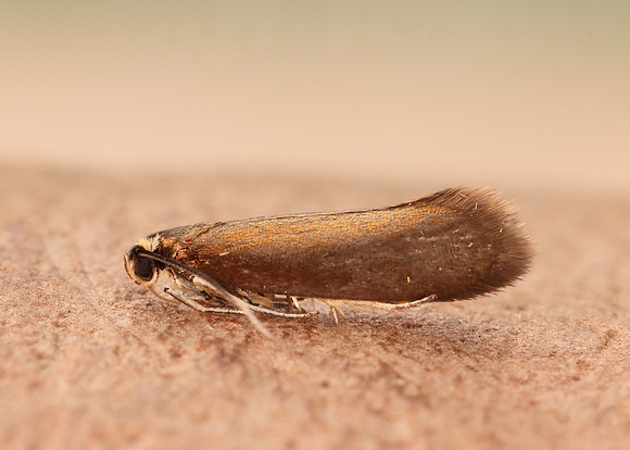13.002 BF447 Roeslerstammia erxlebella