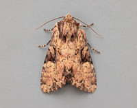73.155 BF2327 Clouded Brindle Apamea epomidion