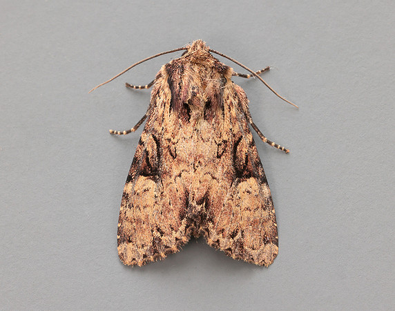 73.155 BF2327 Clouded Brindle Apamea epomidion