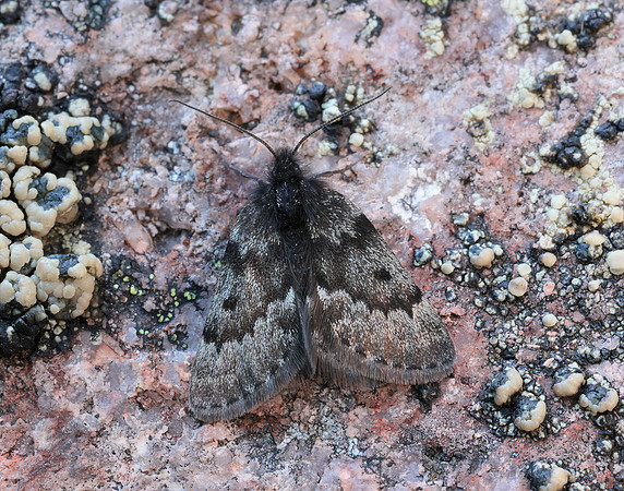 70.289 BF1965 Black Mountain Moth Glacies coracina