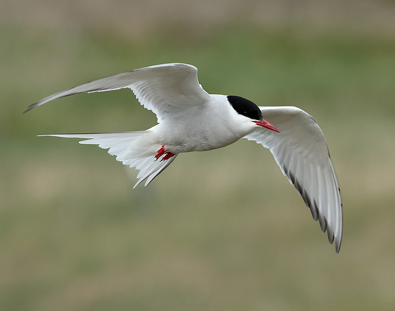 Arctic Tern Sterna paradisaea
