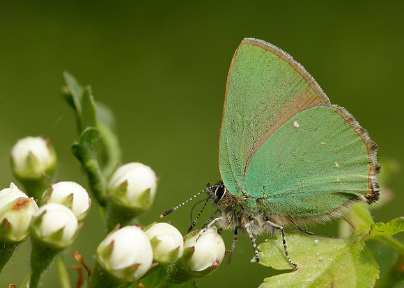 Green Hairstreak Callophrys rubi