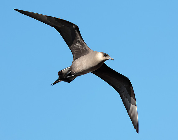 Arctic Skua Stercorarius parasiticus