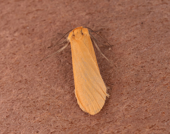 72.049 BF2043 Orange Footman Eilema sororcula