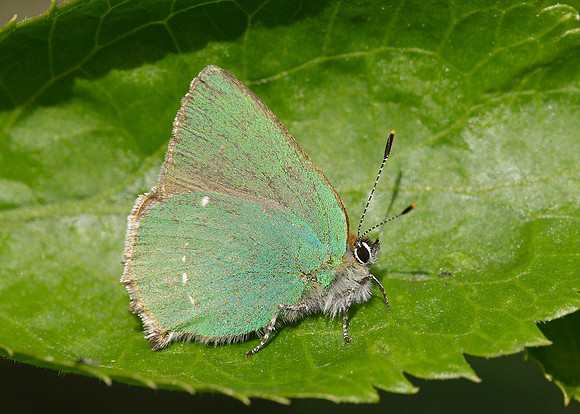 Green Hairstreak Callophrys rubi