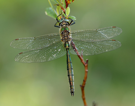 Brilliant Emerald Somatochlora metallica