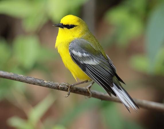 Blue-winged Warbler Vermivora cyanoptera