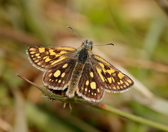 Chequered Skipper Carterocephalus palaemon