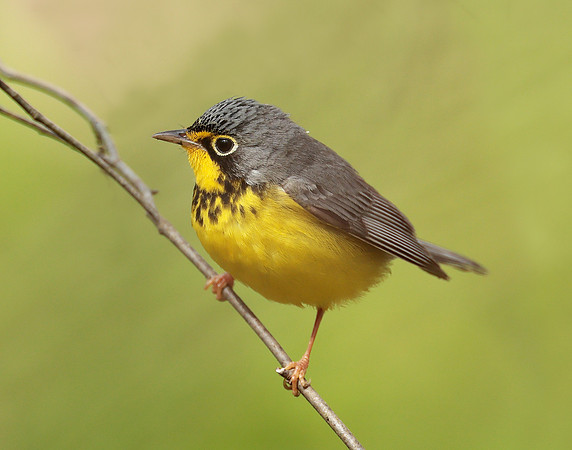 Canada Warbler Cardellina canadensis