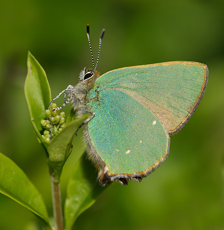 Green Hairstreak Callophrys rubi