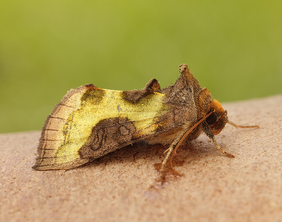 73.012 BF2434 Burnished Brass Diachrysia chrysitis