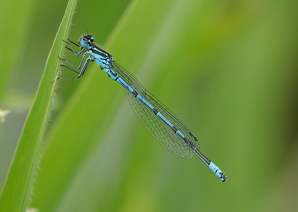 Azure Damselfly Coenagrion puella