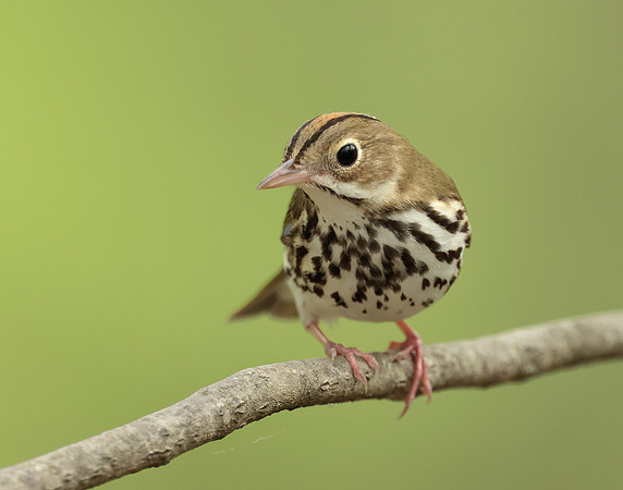 Ovenbird Seiurus aurocapilla