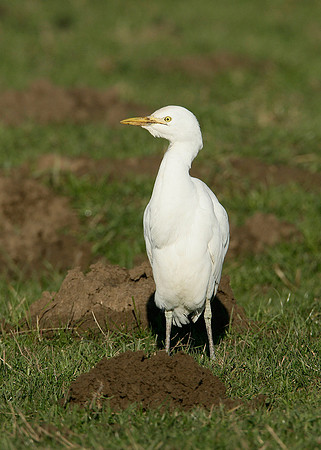 Cattle Egret Bubulcus ibis