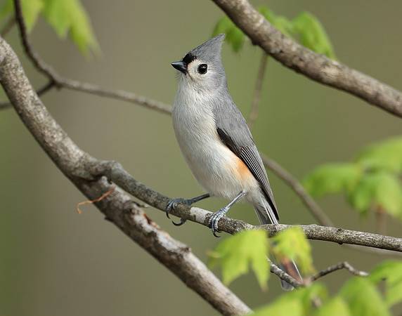 Tufted Titmouse Baeolophus bicolor