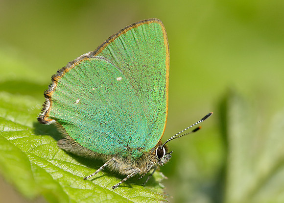 Green Hairstreak Callophrys rubi