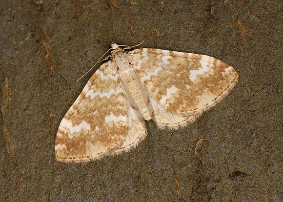 70.138 BF1808 Sandy Carpet Perizoma flavofasciata