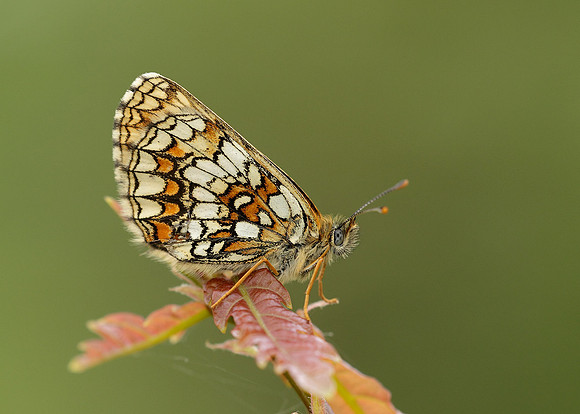 Heath Fritillary Melitaea athalia