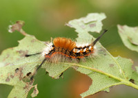 72.018 BF2025 Scarce Vapourer Orgyia recens