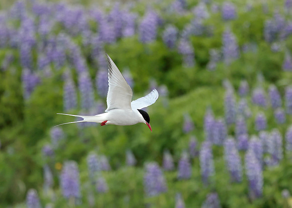 Arctic Tern Sterna paradisaea
