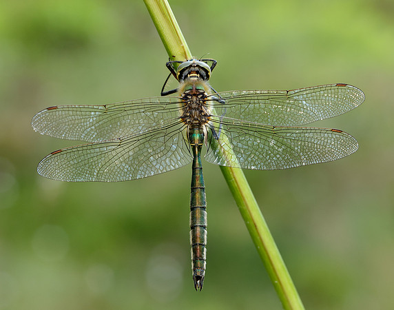 Brilliant Emerald Somatochlora metallica