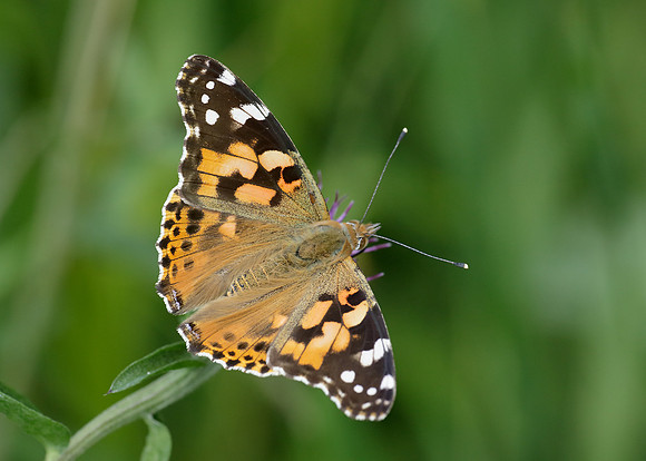 Painted Lady Vanessa cardui