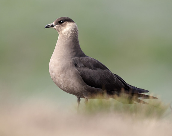 Arctic Skua Stercorarius parasiticus