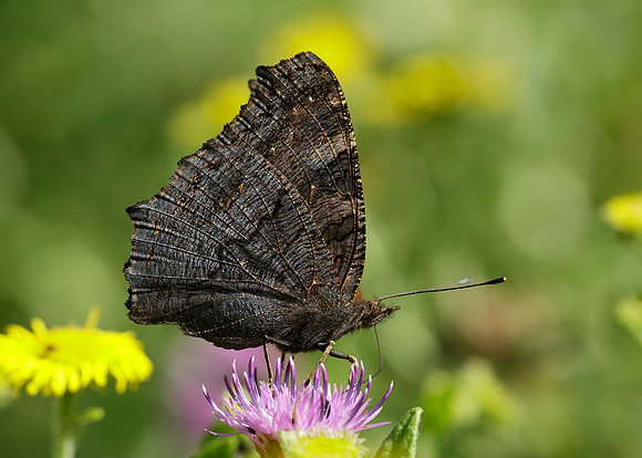 Peacock Inachis io