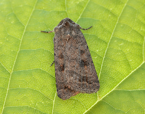 73.092 BF2387 Mottled Rustic Caradrina morpheus