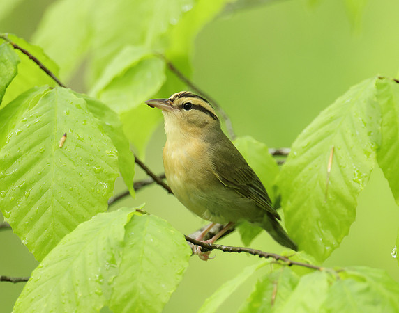 Worm-eating Warbler Helmitheros vermivorum