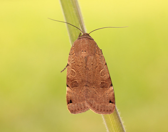 73.344 BF2108 Lunar Yellow Underwing Noctua orbona