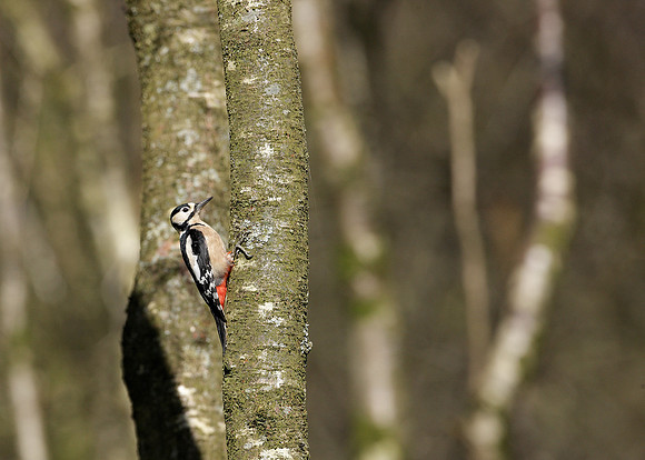 Great Spotted Woodpecker Dendrocopus major
