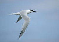 Sandwich Tern Sterna sandvicensis