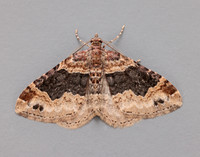 70.052 BF1725 Dark-barred Twin-spot Carpet Xanthorhoe ferrugata