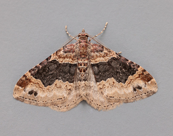 70.052 BF1725 Dark-barred Twin-spot Carpet Xanthorhoe ferrugata