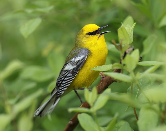Blue-winged Warbler Vermivora cyanoptera