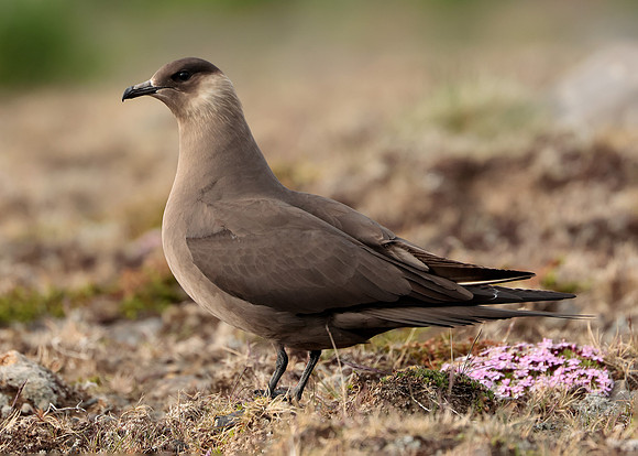 Arctic Skua Stercorarius parasiticus