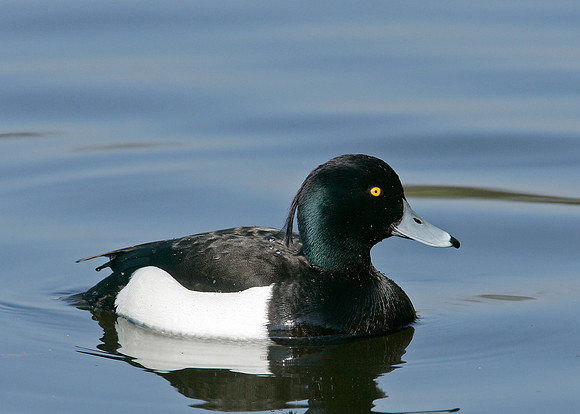 Tufted Duck Aythya fuligula