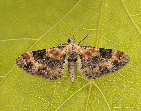 70.150 BF1816 Toadflax Pug Eupithecia linariata