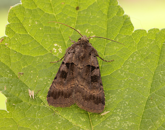 73.354 BF2131 Square-spotted Clay Xestia stigmatica