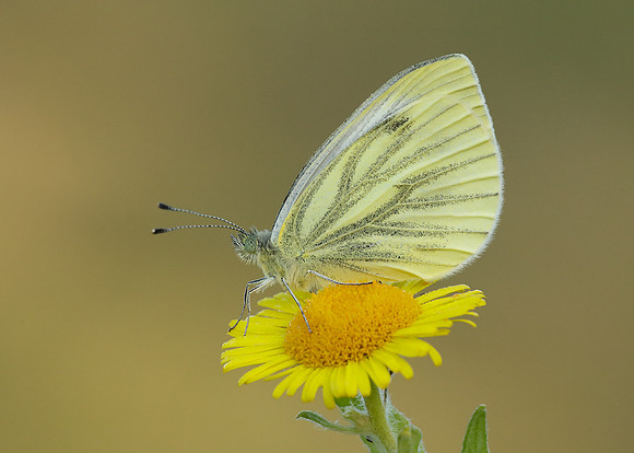 Green-veined White Pieris napi