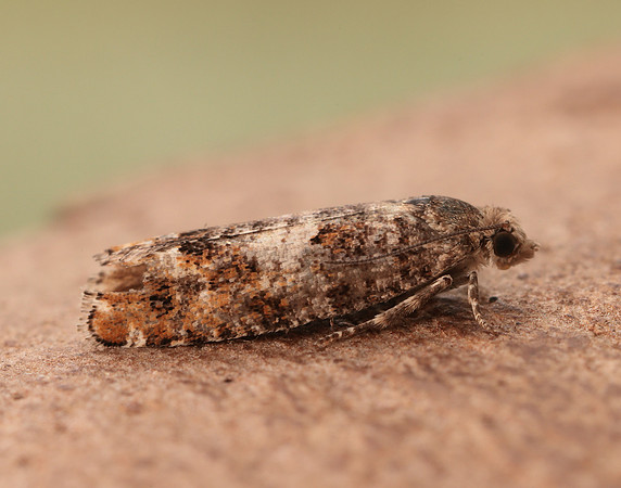 49.251 BF1146 Epinotia rubiginosana