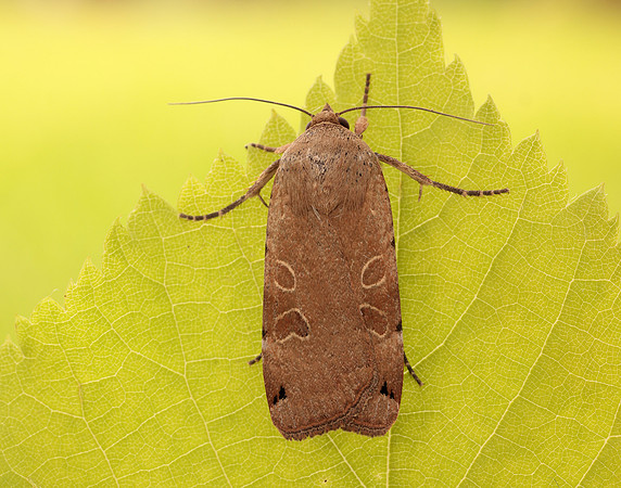 73.344 BF2108 Lunar Yellow Underwing Noctua orbona
