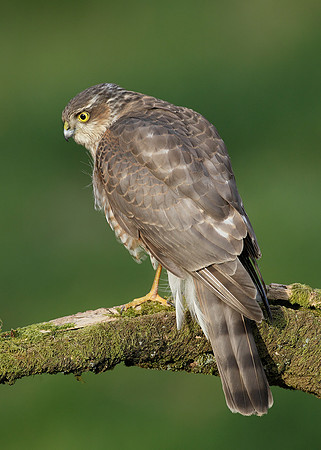 Sparrowhawk Accipiter nisus