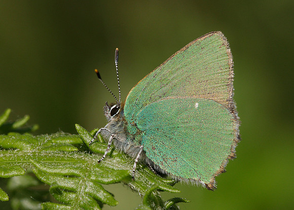 Green Hairstreak Callophrys rubi